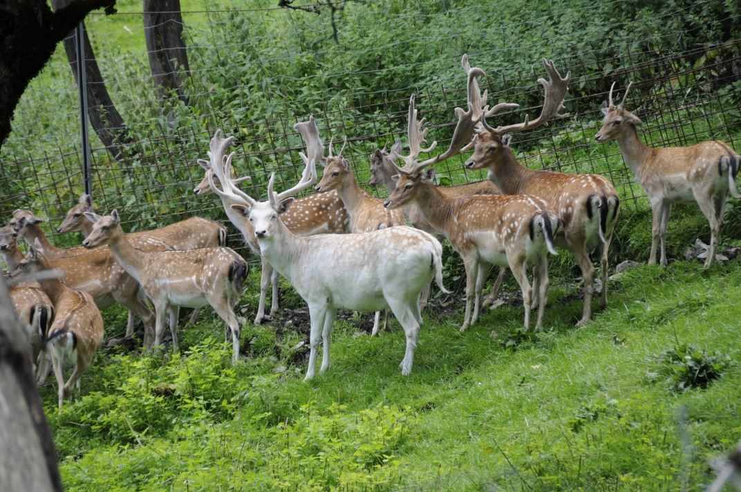 Römerweg zum Wildpark nach Untertauern (54)